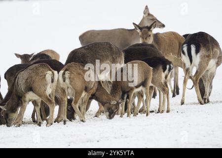 Un grand troupeau de cerfs rouges européens, de cerfs en jachère et de mouflon européen sur la plate-forme d'alimentation en hiver Banque D'Images