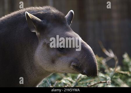 Portrait de tapir d'Amérique du Sud Tapirus terrestris () Banque D'Images