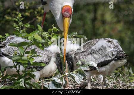 Cigogne blanche (Mycteria cinerea) nourrissant les poussins. Nid d'oiseau. Mycteria cinerea familial dans le nid Banque D'Images