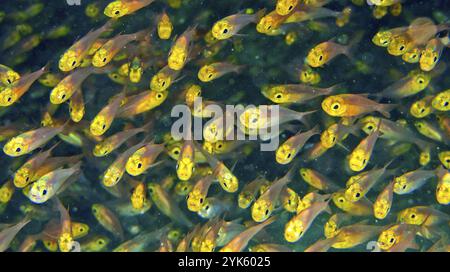 Pygmy Sweeper, Parapriacanthus randonneti, Coral Reef, Felidhe Atoll, Maldives, Océan Indien, Asie Banque D'Images