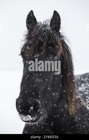 Cheval frison et de neige Banque D'Images