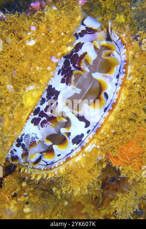 Oyster épineux variable, Spondylus varians, Coral Reef, Atoll de South Ari, Maldives, Océan Indien, Asie Banque D'Images