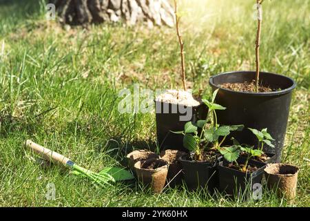 Fraises, framboises, raisins de Corinthe plantules en verres de tourbe sur l'herbe, prêts à planter dans le jardin. Préparation pour la plantation, la croissance naturelle de berr Banque D'Images