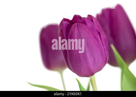 Fleurs violettes, tulipes isolées sur fond blanc Banque D'Images