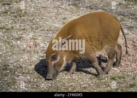 La rivière Rouge (porc-Potamochoerus porcus), aussi connu sous le potamochère Banque D'Images