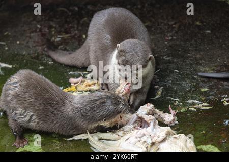 Deux otters de manger leur proie. (Amblonyx cinereus) Banque D'Images