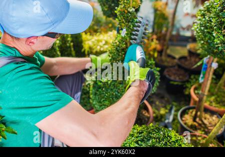 Un jardinier portant une chemise verte et des gants coupe habilement les buissons topiaires dans une serre animée remplie de plantes sous la lumière du soleil. Banque D'Images