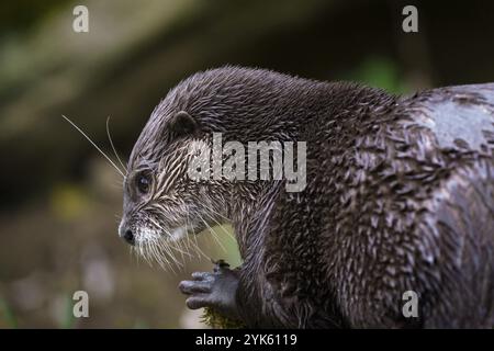 Loutre orientale à petites griffes (Amblonyx cinereus), également connue sous le nom de loutre asiatique à petites griffes Banque D'Images