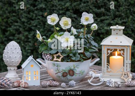 arrangement de noël avec helleborus niger dans une soupe tureen et lanternes Banque D'Images