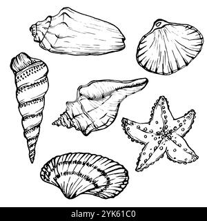 Collection d'illustrations vectorielles Seashells. Coquillages sous-marins et étoiles de mer sur le style de contour. Set dessin de mollusque dans un style linéaire simple. Sous l'eau Illustration de Vecteur