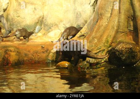 Lutra cinerea, Aonyx cinereus ou Amblonyx cinereus émergent de l'eau et se cachent derrière des rochers et des arbres. Banque D'Images