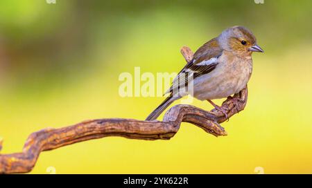 Chaffinch, Fringilla coelebs, Mediterranean Forest, Castilla y Leon, Espagne, Europe Banque D'Images