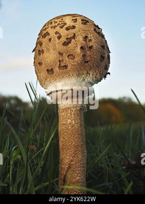 Champignon fermé champignon Parasol (Macrolepiota procera), fond flou, Rhénanie du Nord-Westphalie, Allemagne, Europe Banque D'Images