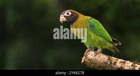 Perroquet à capuchon brun, Pionopsitta haematotis, forêt tropicale humide, Costa Rica, Amérique, Amérique centrale Banque D'Images