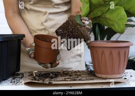 Transplantation d'une plante d'origine Ficus lyrata dans un nouveau pot. Une femme plante dans un nouveau sol. Soin et reproduction d'une plante en pot, les mains en gros plan Banque D'Images