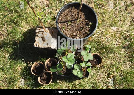 Fraises, framboises, raisins de Corinthe plantules en verres de tourbe sur l'herbe, prêts à planter dans le jardin. Préparation pour la plantation, la croissance naturelle de berr Banque D'Images