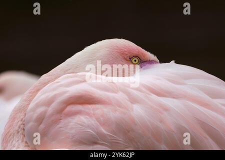 Grand flamant rose, Phoenicopterus roseus. Gros plan sur la tête et les yeux Banque D'Images