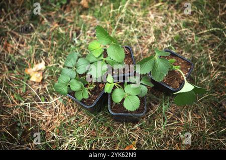 Plants de fraises dans des verres de tourbe sur l'herbe, prêts à planter dans le jardin. Préparation pour la plantation, la culture de baies naturelles dans le lit de jardin Banque D'Images