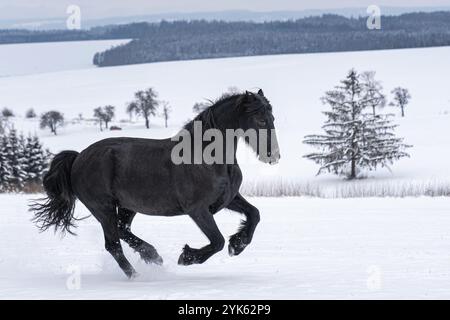 Étalon frisien courant dans le champ d'hiver. Le cheval noir frison galop en hiver Banque D'Images