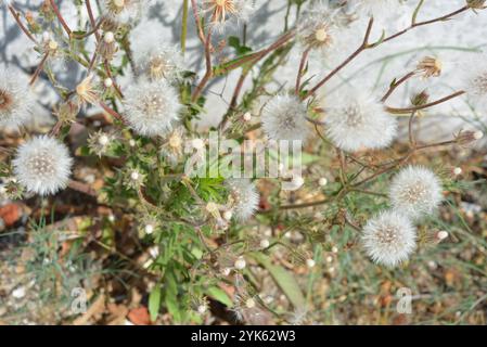 Nature, beauté, arbustes secs avec des graines pelucheuses blanches et des fleurs en forme de pissenlit. Banque D'Images