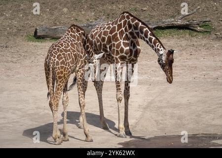 Girafe (Giraffa camelopardalis reticulata) Banque D'Images