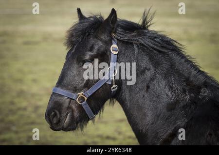 Poulain de beauté, étalon de cheval frison Banque D'Images
