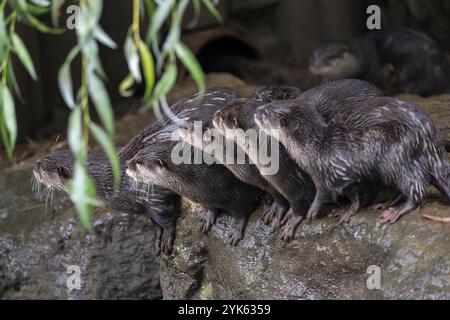 Groupe de loutre orientale à petites griffes (Amblonyx cinereus), également connu sous le nom de loutre asiatique à petites griffes Banque D'Images