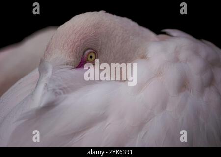 Grand flamant rose, Phoenicopterus roseus. Gros plan sur la tête et les yeux Banque D'Images