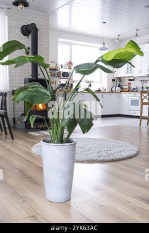 Strelitzia nicolai gros plan à l'intérieur du stand. Maison de culture et de soin de plante intérieure, maison verte dans le style de loft scandinave avec m Banque D'Images