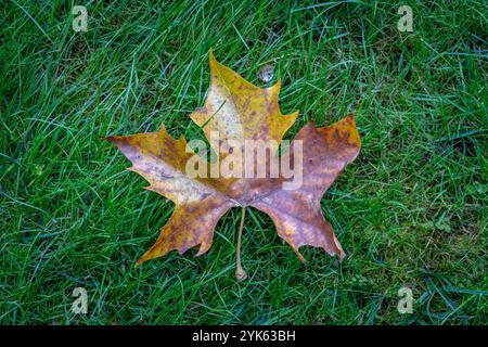 Le jardin d'Albert Kahn. Vue des feuilles d'érable rouge sur le sol en automne Banque D'Images