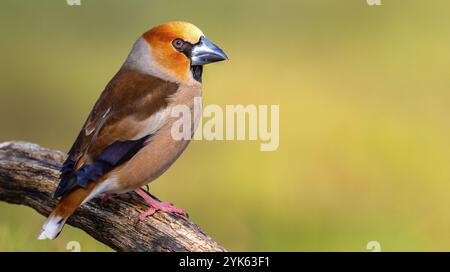 Hawfinch, Coccothraustes occothraustes, forêt méditerranéenne, Castilla y Leon, Espagne, Europe Banque D'Images