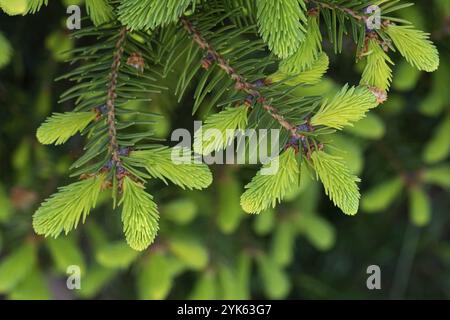 Jeunes pousses sur les branches d'épinette au printemps. Fond de forêt naturelle Banque D'Images