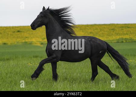 Le cheval frison noir galop Banque D'Images