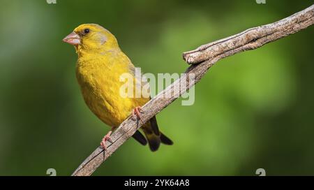 Greenfinch, Carduelis chloris, forêt méditerranéenne, Castilla y Leon, Espagne, Europe Banque D'Images