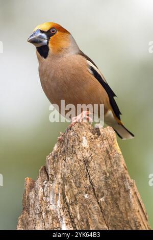 Hawfinch, Coccothraustes occothraustes, forêt méditerranéenne, Castilla y Leon, Espagne, Europe Banque D'Images