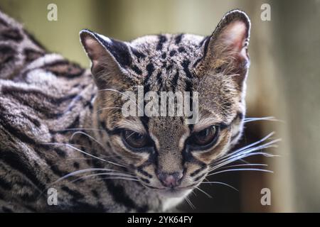 Rare Margay sud-américain, Leopardus wiedii Banque D'Images