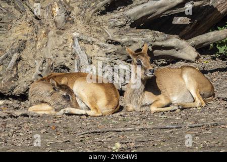 Le groupe de lechwe du Nil ou le lechwe de Mme Gray (Kobus megaceros) est une espèce en voie de disparition d'antilope que l'on trouve dans les marécages et les prairies du Soudan du Sud et de l'Eth Banque D'Images