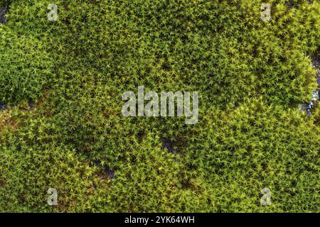 Mousse verte dans la forêt, mousse de plus près. Magnifique Banque D'Images
