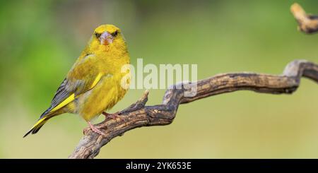 Greenfinch, Carduelis chloris, forêt méditerranéenne, Castilla y Leon, Espagne, Europe Banque D'Images