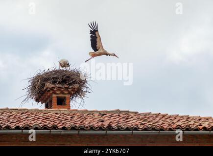 Deux cigognes tendent vers leur nid fait de brindilles, perché sur une cheminée sous un ciel nuageux. Banque D'Images