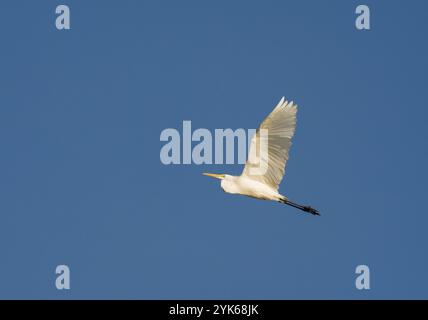 Trebbin, Allemagne. 03 Nov, 2024. 03.11.2024, Trebbin dans le Brandebourg. Une grande aigrette (Ardea alba) vole dans le ciel au-dessus d'une réserve naturelle un jour de novembre. Crédit : Wolfram Steinberg/dpa crédit : Wolfram Steinberg/dpa/Alamy Live News Banque D'Images