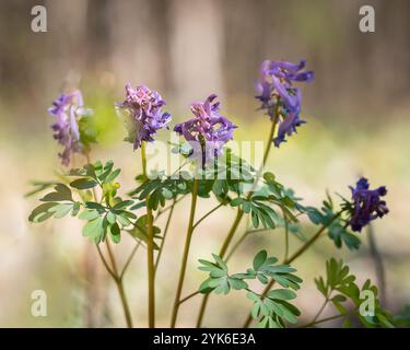 Oiseau dans un buisson, Fumewort (Corydalis solida, Corydalis bulbosa, Fumaria bulbosa), floraison. Fleur sauvage violette Corydalis solida, fumewort en fleur. Banque D'Images