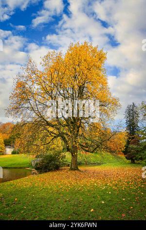 Beaux arbres colorés automnaux autour du pont sur le lac à Stourhead, Wiltshire, Royaume-Uni le 17 novembre 2024 Banque D'Images