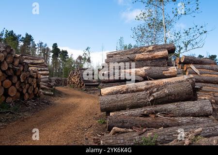 Pile massive de grumes de bois dans un défrichement forestier . Banque D'Images