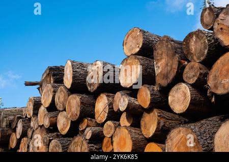 Grumes de bois empilées - arrière-plan des arbres coupés Banque D'Images