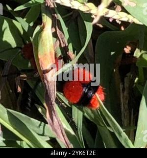 Fourmi de velours oriental commun (Dasyutilla occidentalis) Banque D'Images