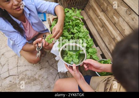 Une mère et un enfant récoltant des feuilles de menthe fraîche ensemble dans un jardin d'arrière-cour, mettant en valeur le lien familial et le jardinage biologique. Le cap moment Banque D'Images