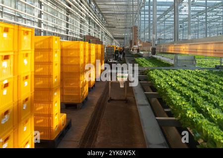 Récolte de laitue Frillice par les ouvriers. Hall organisé avec caisses et plateaux de plantes pour serre Banque D'Images