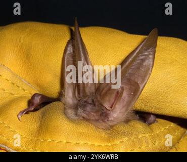 Townsend's Big-eared Bat (Corynorhinus townsendii) Banque D'Images