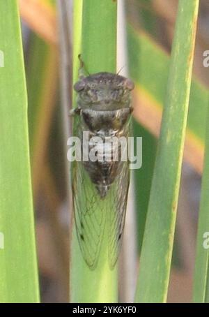 Cicada du jour du chien des plaines (Neotibicen auriferus) Banque D'Images